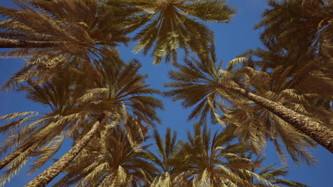 Tropische-Palmen-Von-Unten